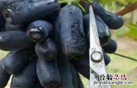 蓝宝石葡萄扦插技术 甜蜜蓝宝石葡萄嫁接好还是扦插好