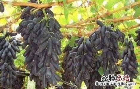蓝宝石葡萄扦插技术 甜蜜蓝宝石葡萄嫁接好还是扦插好