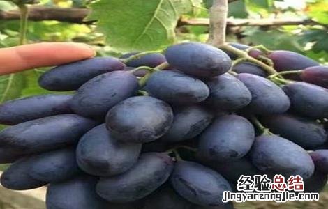 蓝宝石葡萄生长环境特征 蓝宝石葡萄生长环境