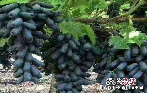 蓝宝石葡萄生长环境特征 蓝宝石葡萄生长环境