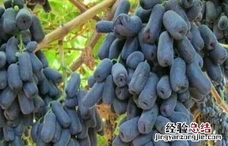 蓝宝石葡萄生长环境特征 蓝宝石葡萄生长环境