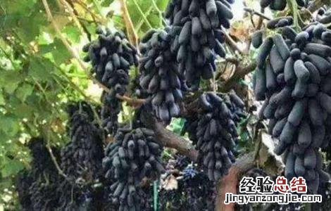 蓝宝石葡萄优缺点介绍 蓝宝石葡萄优缺点