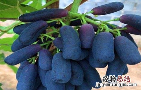 蓝宝石葡萄优缺点介绍 蓝宝石葡萄优缺点