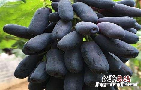 蓝宝石葡萄优缺点介绍 蓝宝石葡萄优缺点
