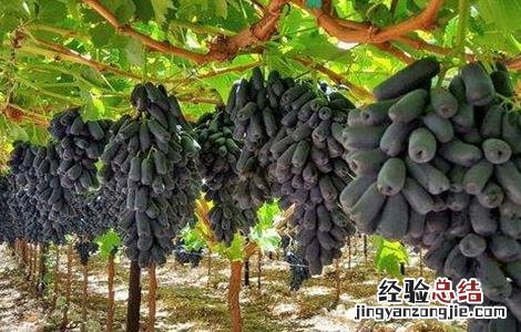 蓝宝石葡萄优缺点介绍 蓝宝石葡萄优缺点
