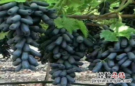 蓝宝石葡萄优缺点介绍 蓝宝石葡萄优缺点