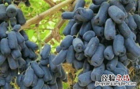 蓝宝石葡萄优缺点介绍 蓝宝石葡萄优缺点
