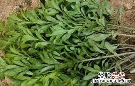杨梅扦插育苗技术要点 杨梅扦插育苗技术
