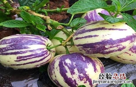 人参果的施肥方法 人参果怎样施肥