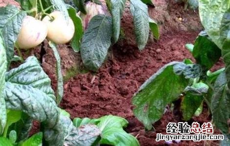 人参果的施肥方法 人参果怎样施肥