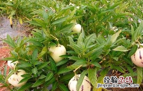 人参果的施肥方法 人参果怎样施肥