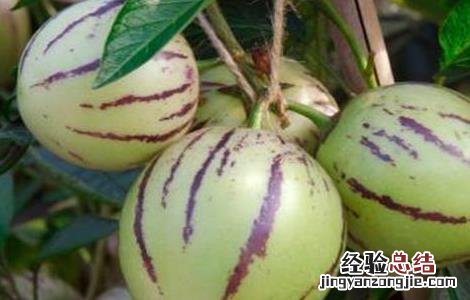 人参果的施肥方法 人参果怎样施肥