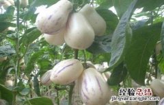人参果的施肥方法 人参果怎样施肥