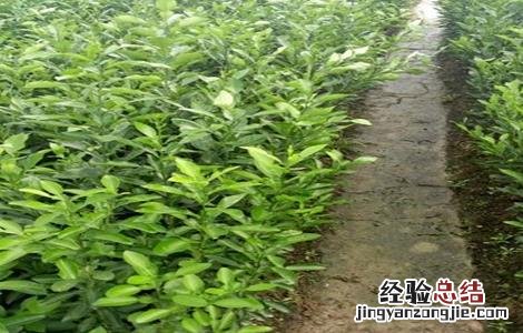 柑橘育苗及嫁接技术 柑橘嫁接苗繁育方法