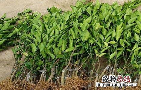 柑橘育苗及嫁接技术 柑橘嫁接苗繁育方法