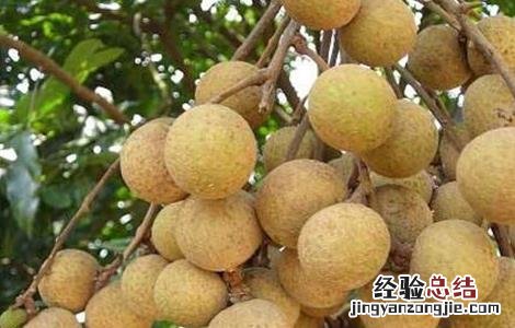 如何防止龙眼大小年结果 龙眼大小年结果是什么原因