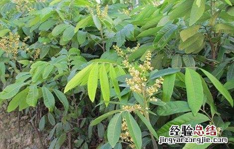 如何防止龙眼大小年结果 龙眼大小年结果是什么原因