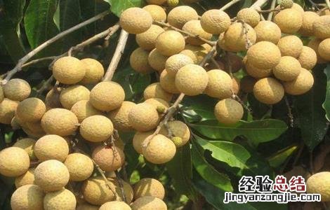 如何防止龙眼大小年结果 龙眼大小年结果是什么原因