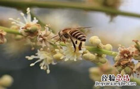 如何防止龙眼大小年结果 龙眼大小年结果是什么原因