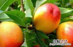油桃夏季管理技术 油桃秋季管理技术