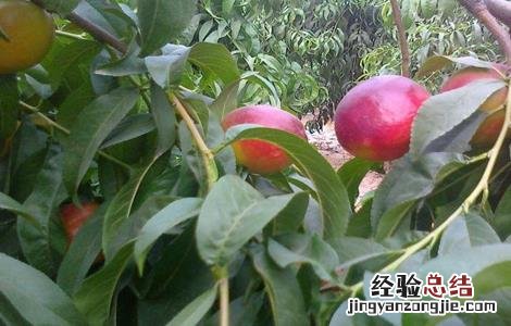 油桃夏季管理技术 油桃秋季管理技术