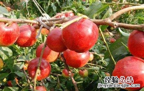 油桃夏季管理技术 油桃秋季管理技术