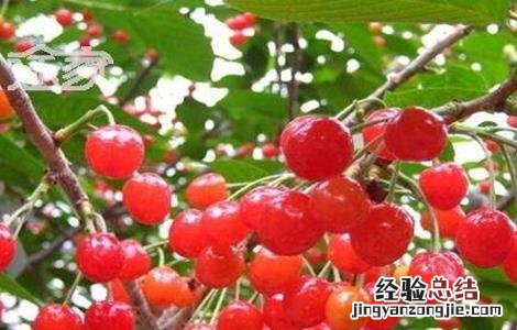 樱桃的施肥管理技术 樱桃的施肥技术