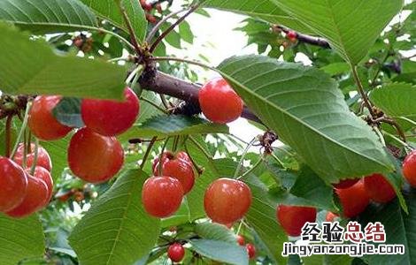 樱桃的施肥管理技术 樱桃的施肥技术