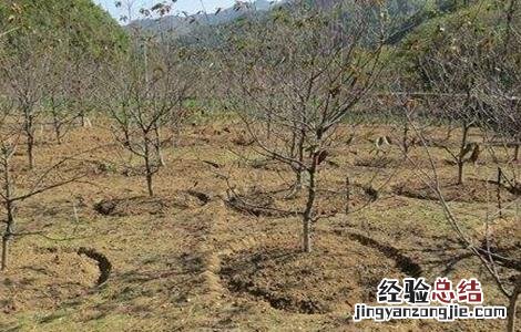 樱桃的施肥管理技术 樱桃的施肥技术