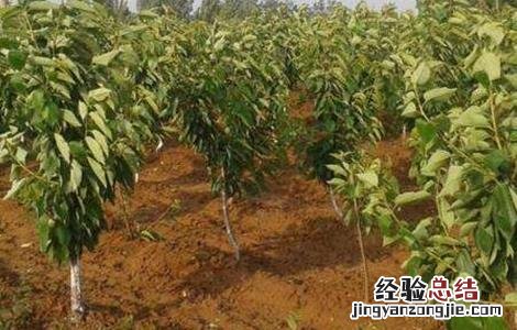 樱桃的施肥管理技术 樱桃的施肥技术