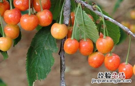 樱桃的施肥管理技术 樱桃的施肥技术
