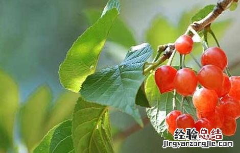 樱桃的施肥管理技术 樱桃的施肥技术