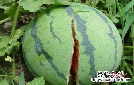 怎样防止西瓜裂果 怎样防止西瓜裂开