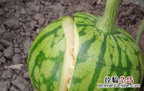怎样防止西瓜裂果 怎样防止西瓜裂开