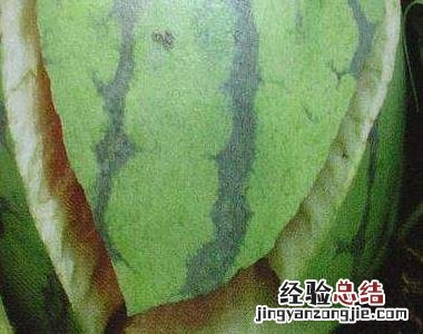 怎样防止西瓜裂果 怎样防止西瓜裂开