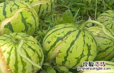 怎样防止西瓜裂果 怎样防止西瓜裂开