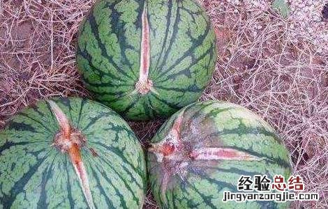怎样防止西瓜裂果 怎样防止西瓜裂开
