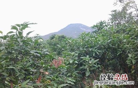 荔枝施肥时期以及方法l 荔枝施肥时期以及方法