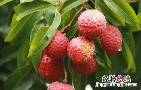荔枝施肥时期以及方法l 荔枝施肥时期以及方法