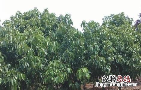 荔枝施肥时期以及方法l 荔枝施肥时期以及方法