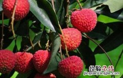荔枝施肥时期以及方法l 荔枝施肥时期以及方法