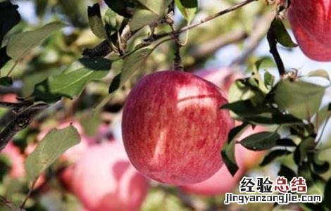 苹果的采收与储存方法 苹果的采收与储存