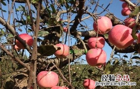 苹果的采收与储存方法 苹果的采收与储存