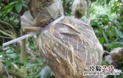 荔枝高压繁殖技术 荔枝高压繁殖技术研究