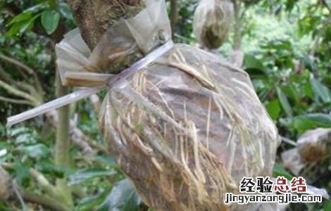 荔枝高压繁殖技术 荔枝高压繁殖技术研究