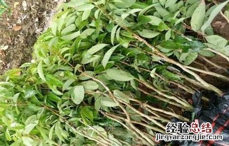 荔枝高压繁殖技术 荔枝高压繁殖技术研究