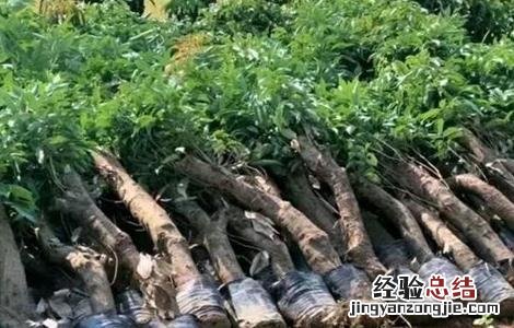荔枝高压繁殖技术 荔枝高压繁殖技术研究