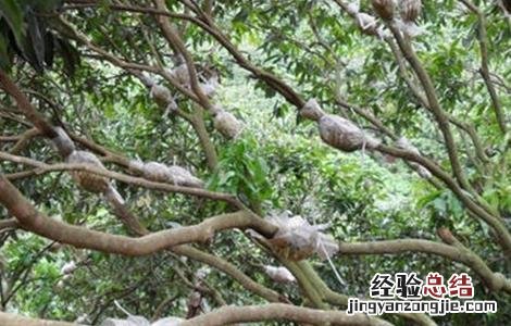 荔枝高压繁殖技术 荔枝高压繁殖技术研究