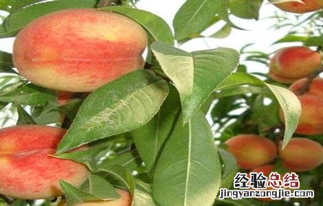 桃子施肥技术 桃子施肥技术视频