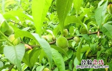 桃子施肥技术 桃子施肥技术视频